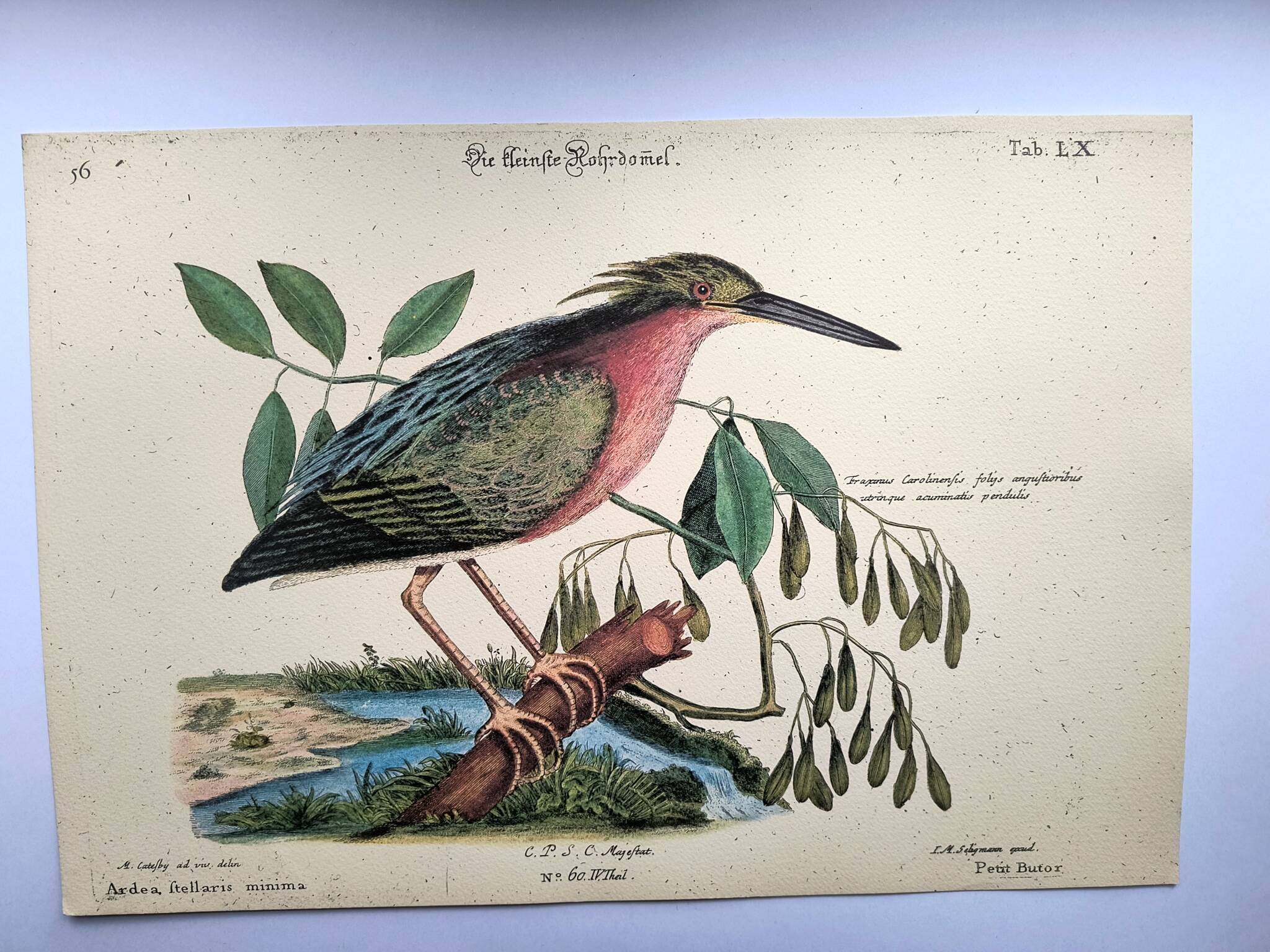 Zoological bird engravings - Little Bittern - Old plate by Seligmann