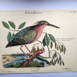 Zoological bird engravings - Little Bittern - Old plate by Seligmann