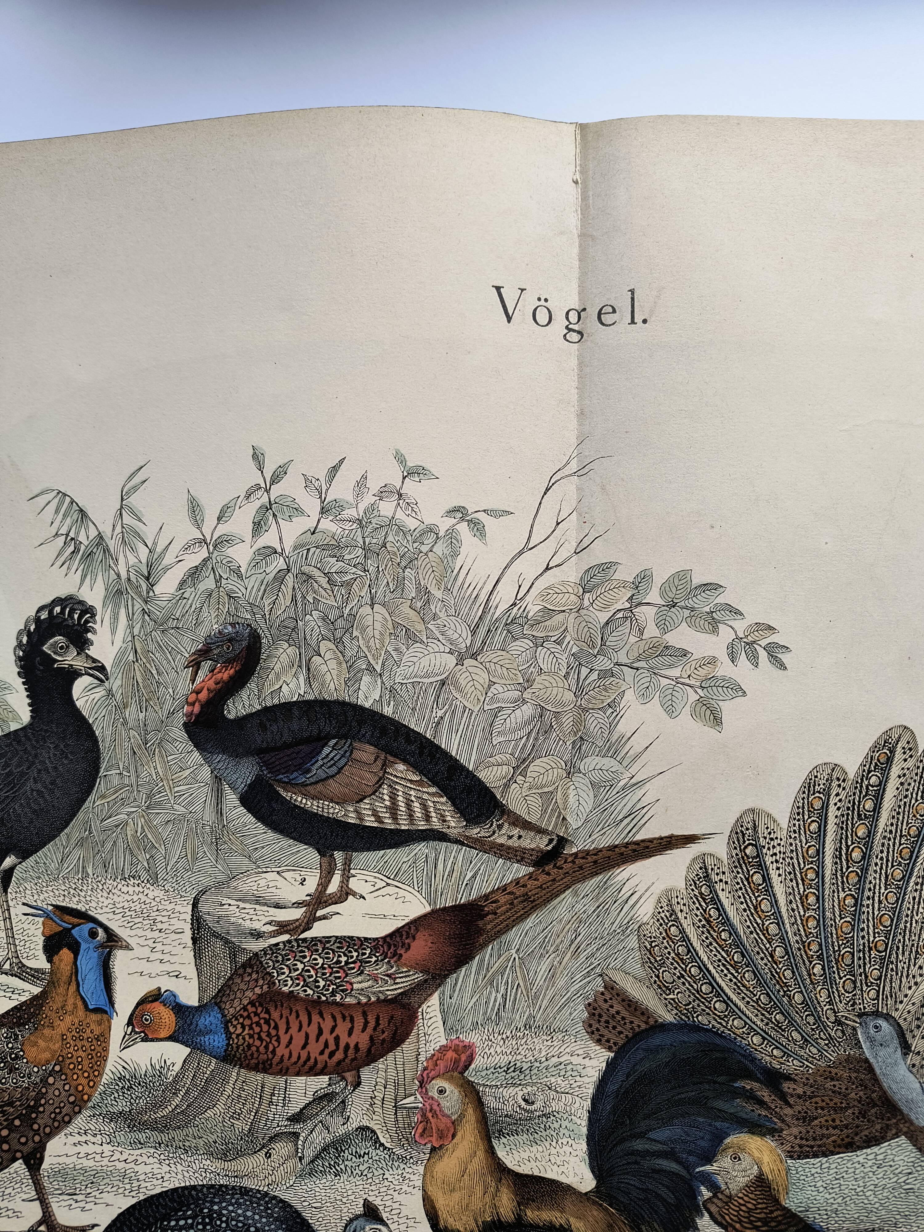 Engraving from 1886 - Birds & chickens - vintage old plate peacock