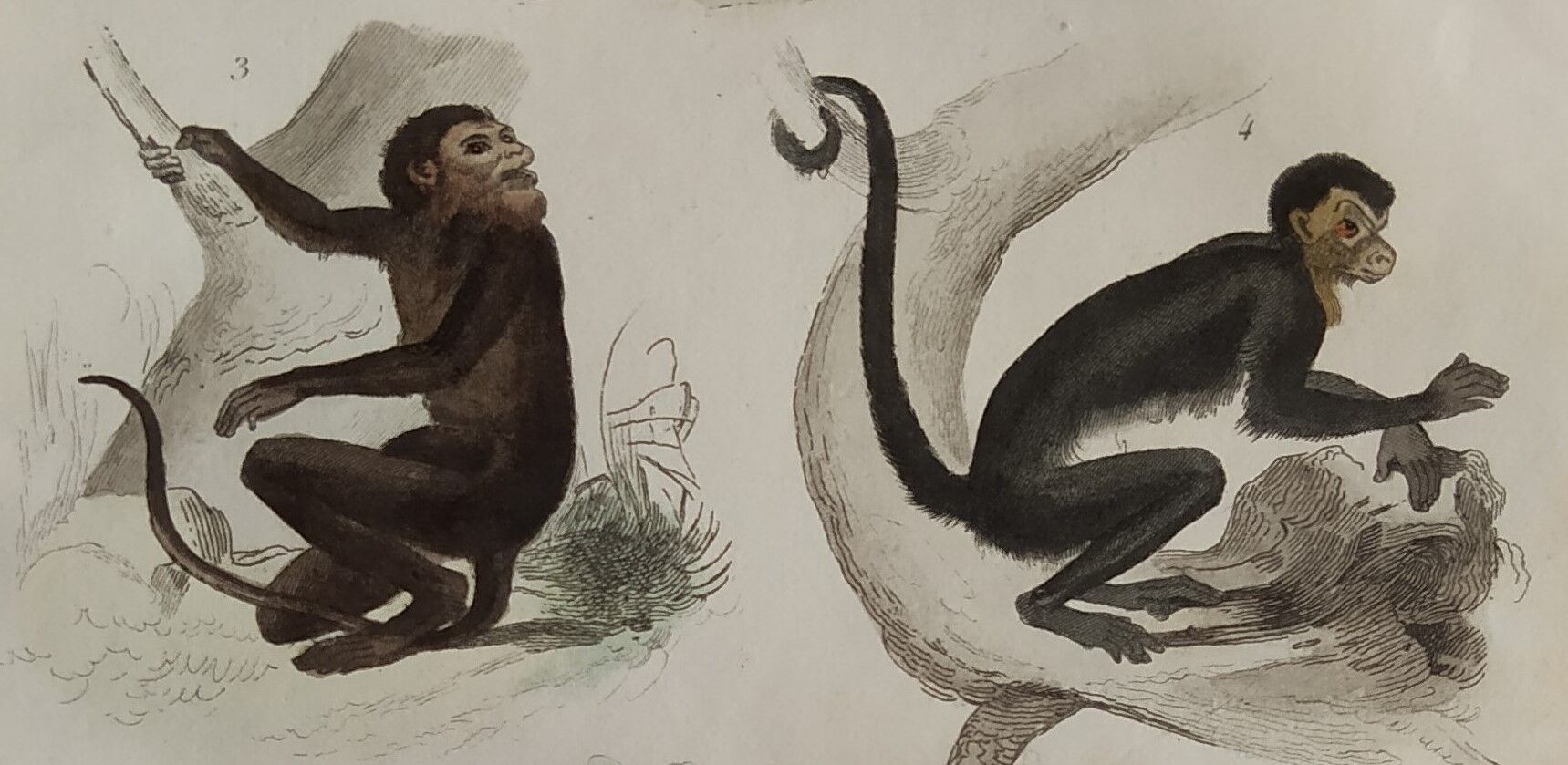 Planche zoologique originale " Doue - Alouate - Ouarine - &c... " Buffon 1836
