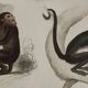 Planche zoologique originale " Doue - Alouate - Ouarine - &c... " Buffon 1836