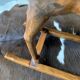 Wooden rocking horse