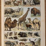 Lithograph of mammals - 1900 (giraffe, cows, etc.)