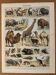 Lithographie sur les animaux mammifères - 1900 (girafe, vaches, etc.)