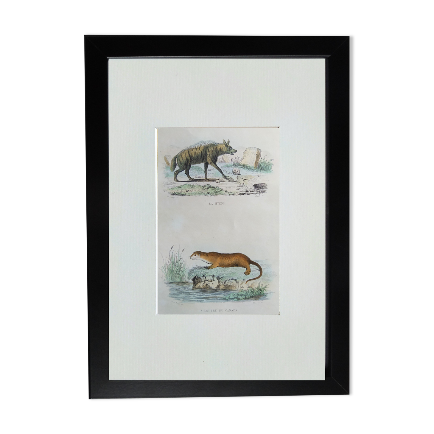 Original Zoological Plate " Hyena & Otter of Canada - Buffon 1940