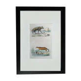 Original Zoological Plate " Hyena & Otter of Canada - Buffon 1940