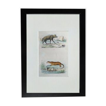 Original Zoological Plate " Hyena & Otter of Canada - Buffon 1940