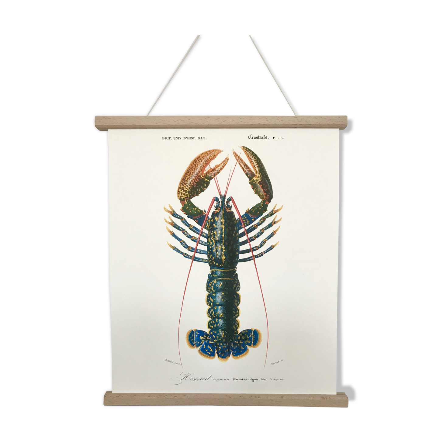 Zoological Board representing the lobster