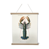 Zoological Board representing the lobster