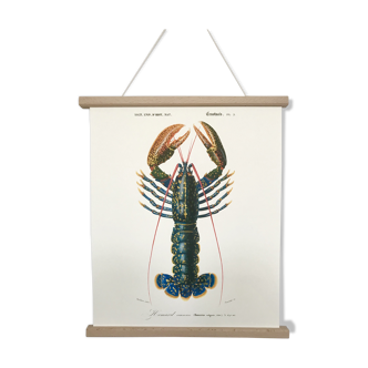 Planche zoologique représentant le Homard