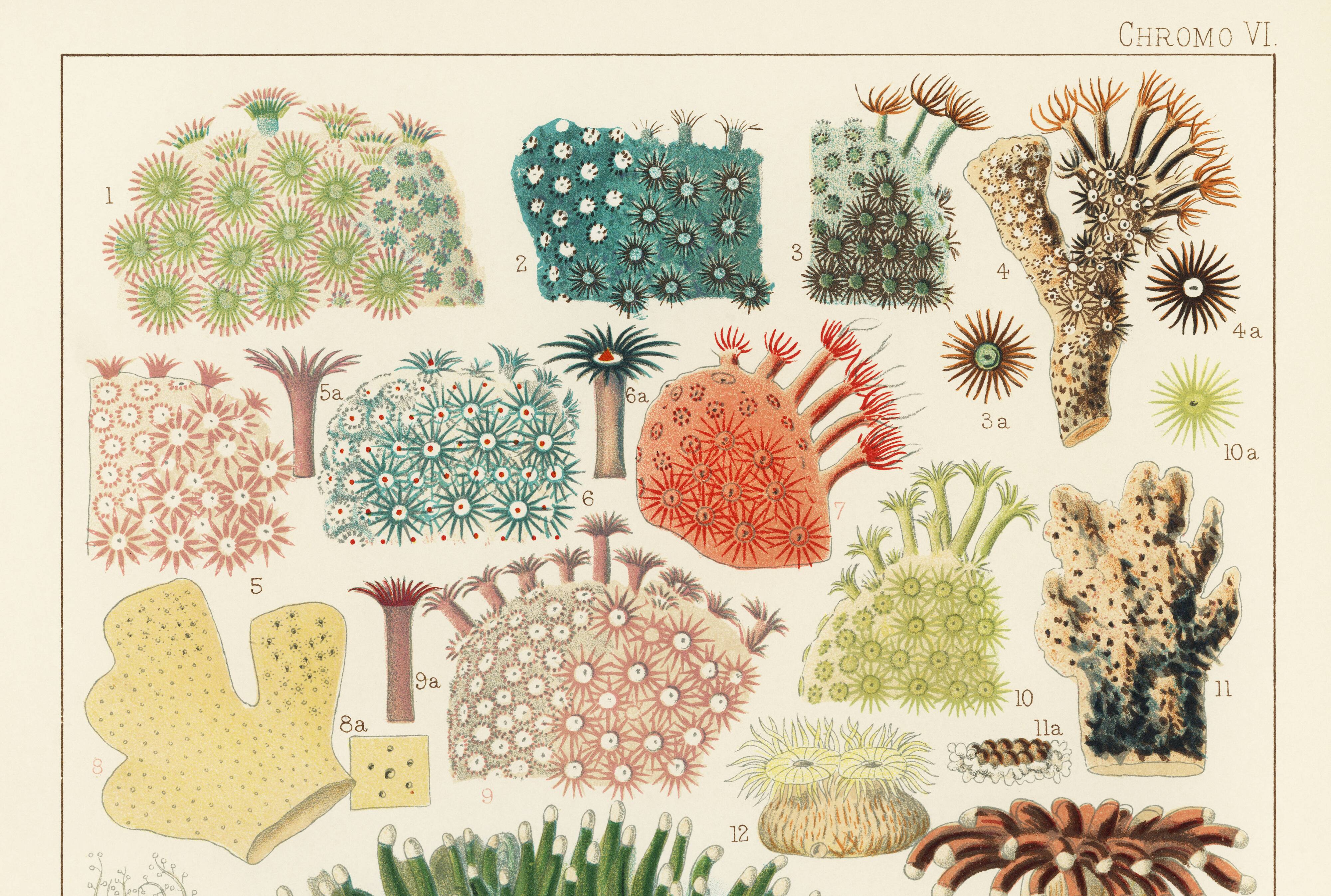 Affiche sur les Anémones, d’après une lithographie de 1893.