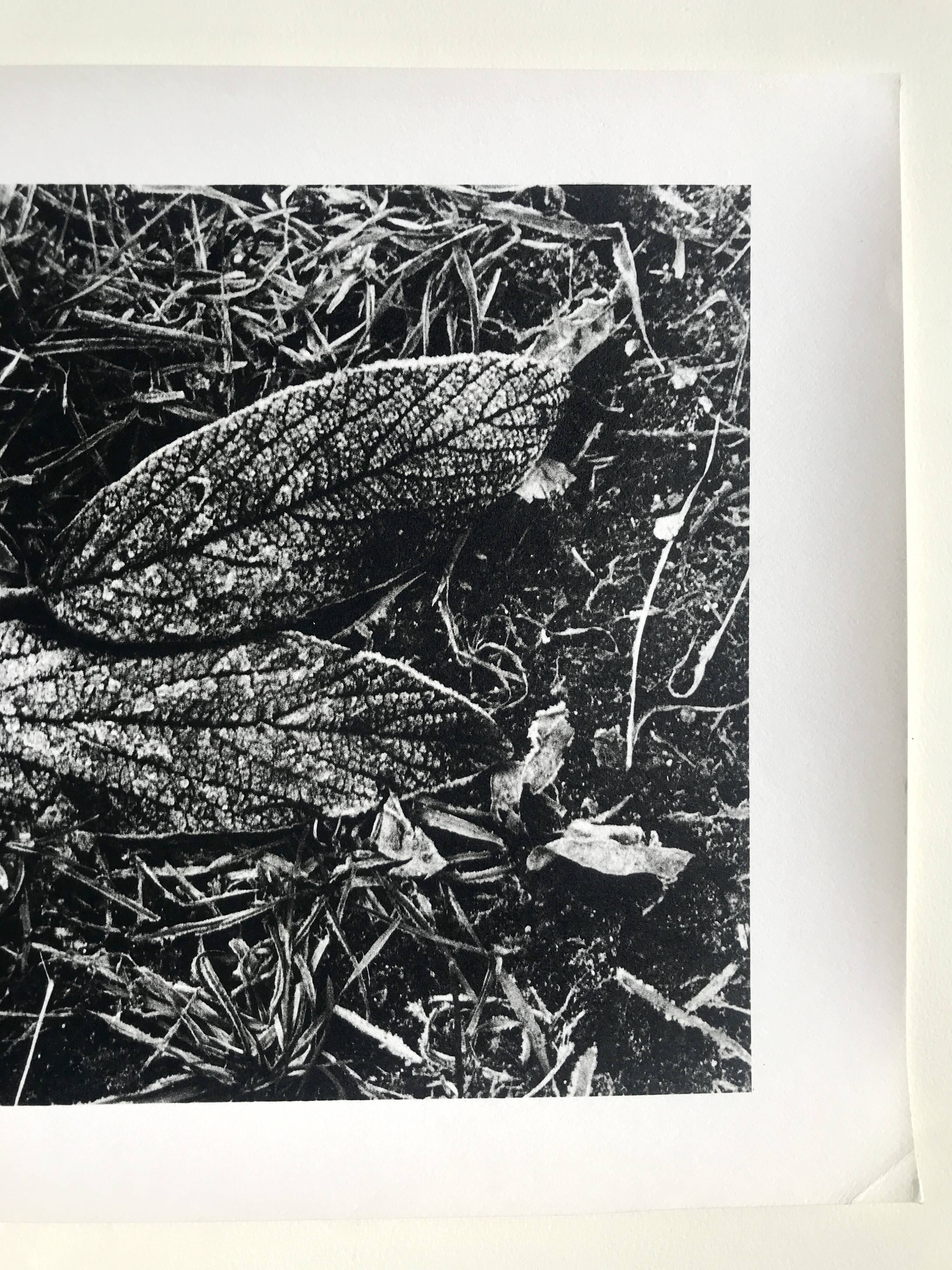 Rosine nusimovici, frost, 1980. black and white silver print signed on the back