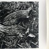 Rosine nusimovici, frost, 1980. black and white silver print signed on the back