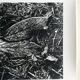 Rosine nusimovici, frost, 1980. black and white silver print signed on the back