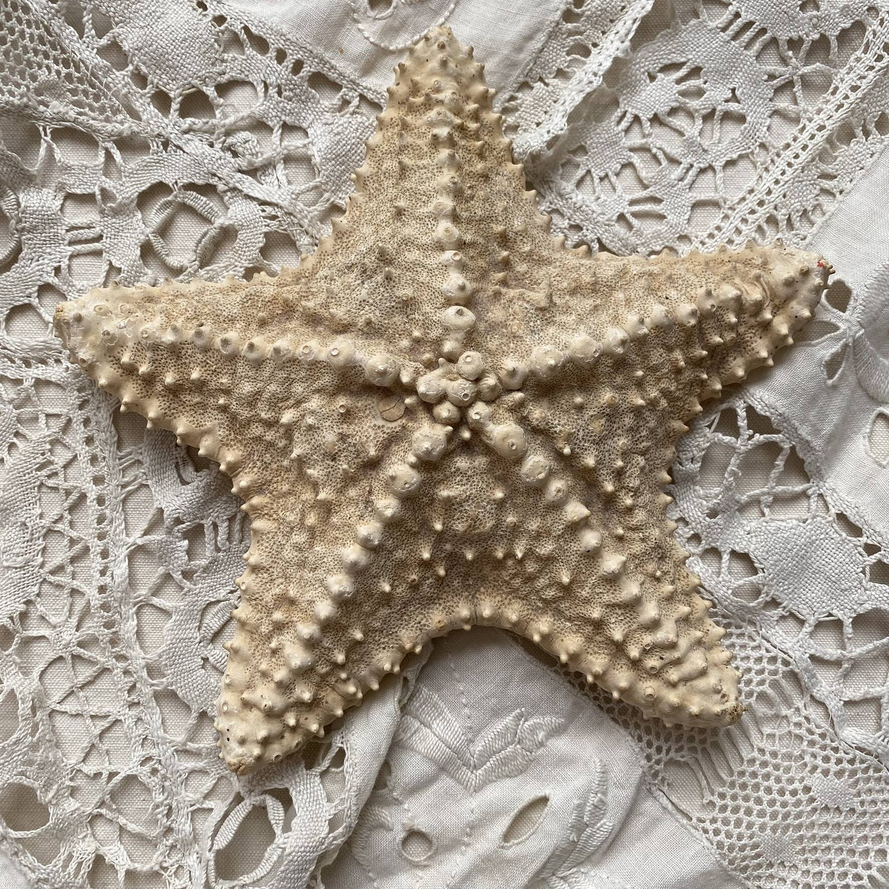 knotted starfish 21 cm