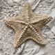 knotted starfish 21 cm