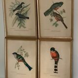 Bird lithographs