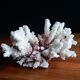 Ancient white coral from the 70s