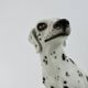 Very large ceramic Dalmatian, Italy, 1960-1970, 43cm
