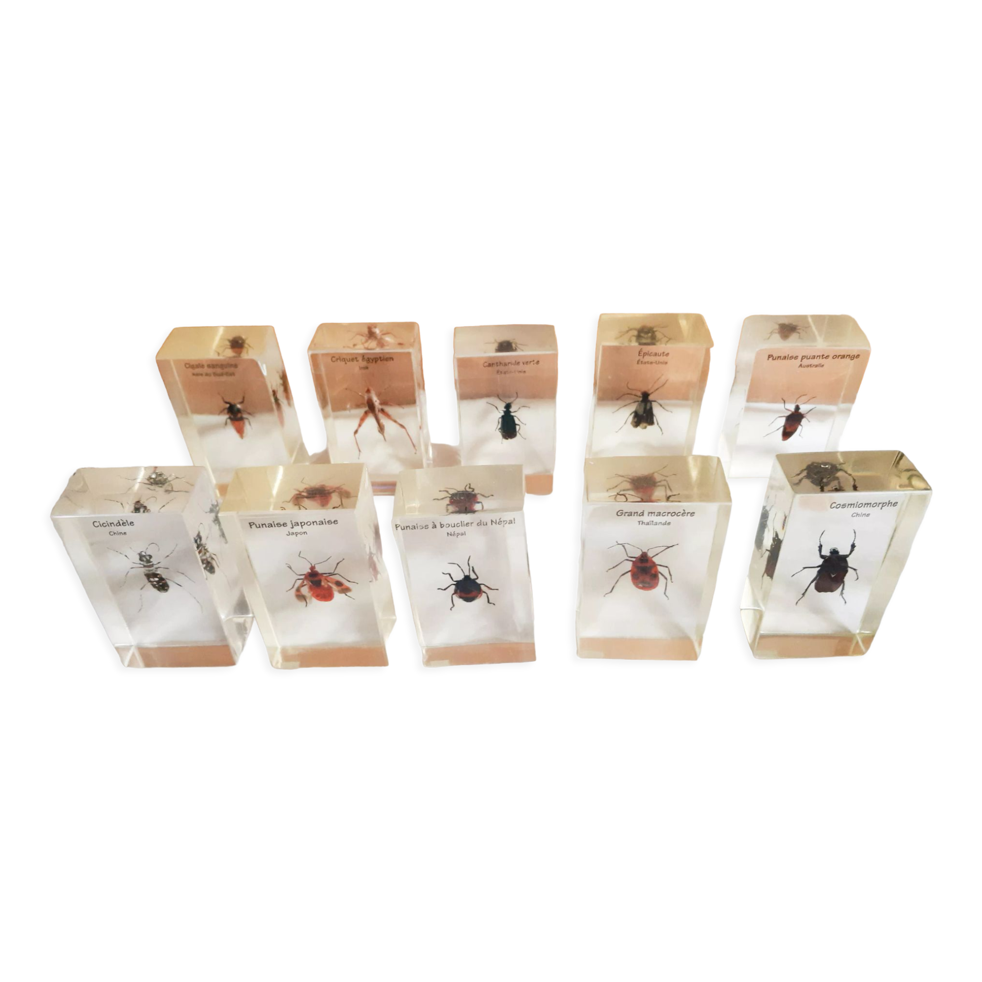 Lot de 10 véritables insectes en inclusion de résine