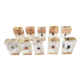 Set of 10 real insects in resin inclusion