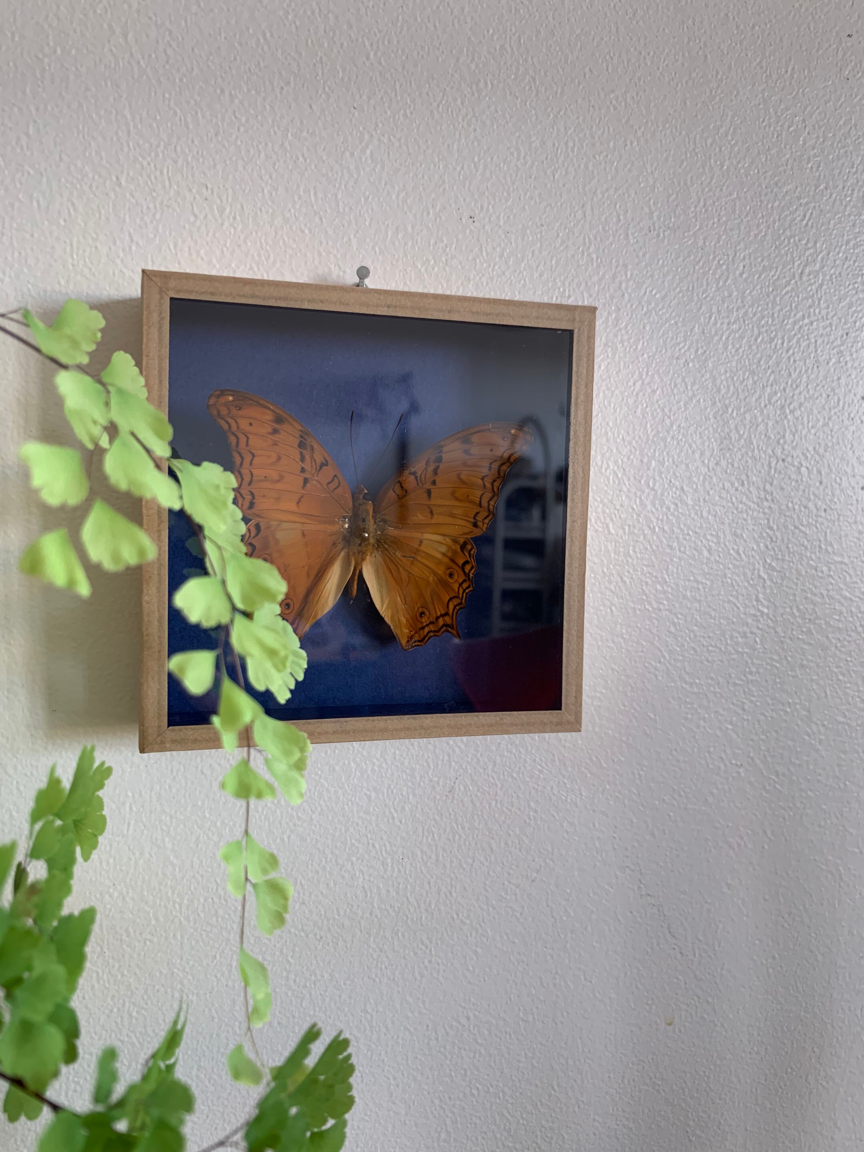 Butterfly stuffed under glass