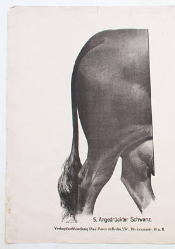 Affiche par Dr G Pusch, « Anatomie de vaches », 1901