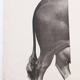 Affiche par Dr G Pusch, « Anatomie de vaches », 1901