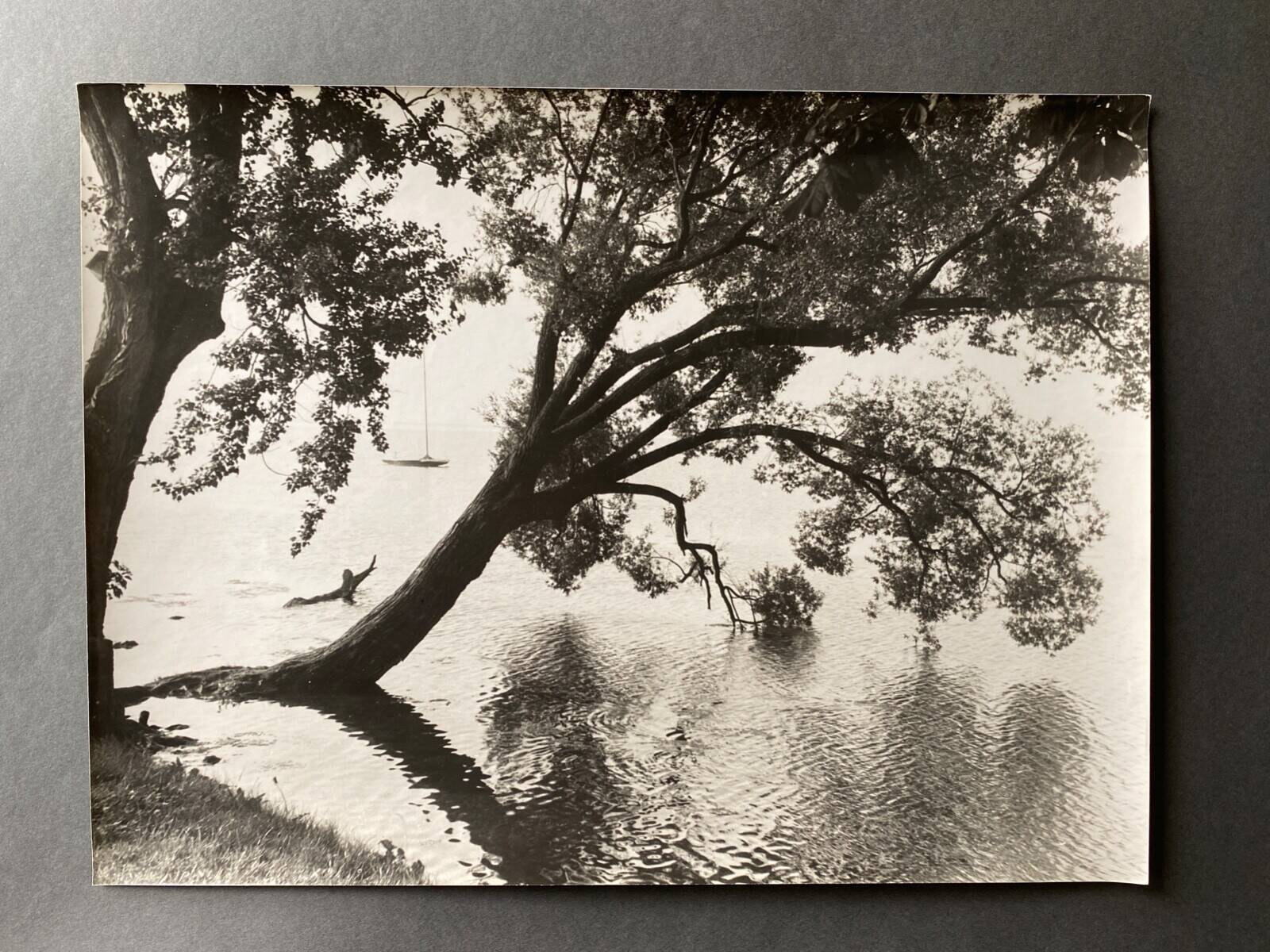 Bernard Darot photograph, 20th century, tree in water