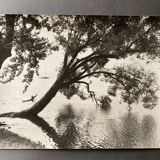 Bernard Darot photograph, 20th century, tree in water