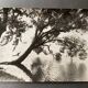 Bernard Darot photograph, 20th century, tree in water