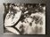 Photo argentique Bernard Darot XXe arbre dans l'eau