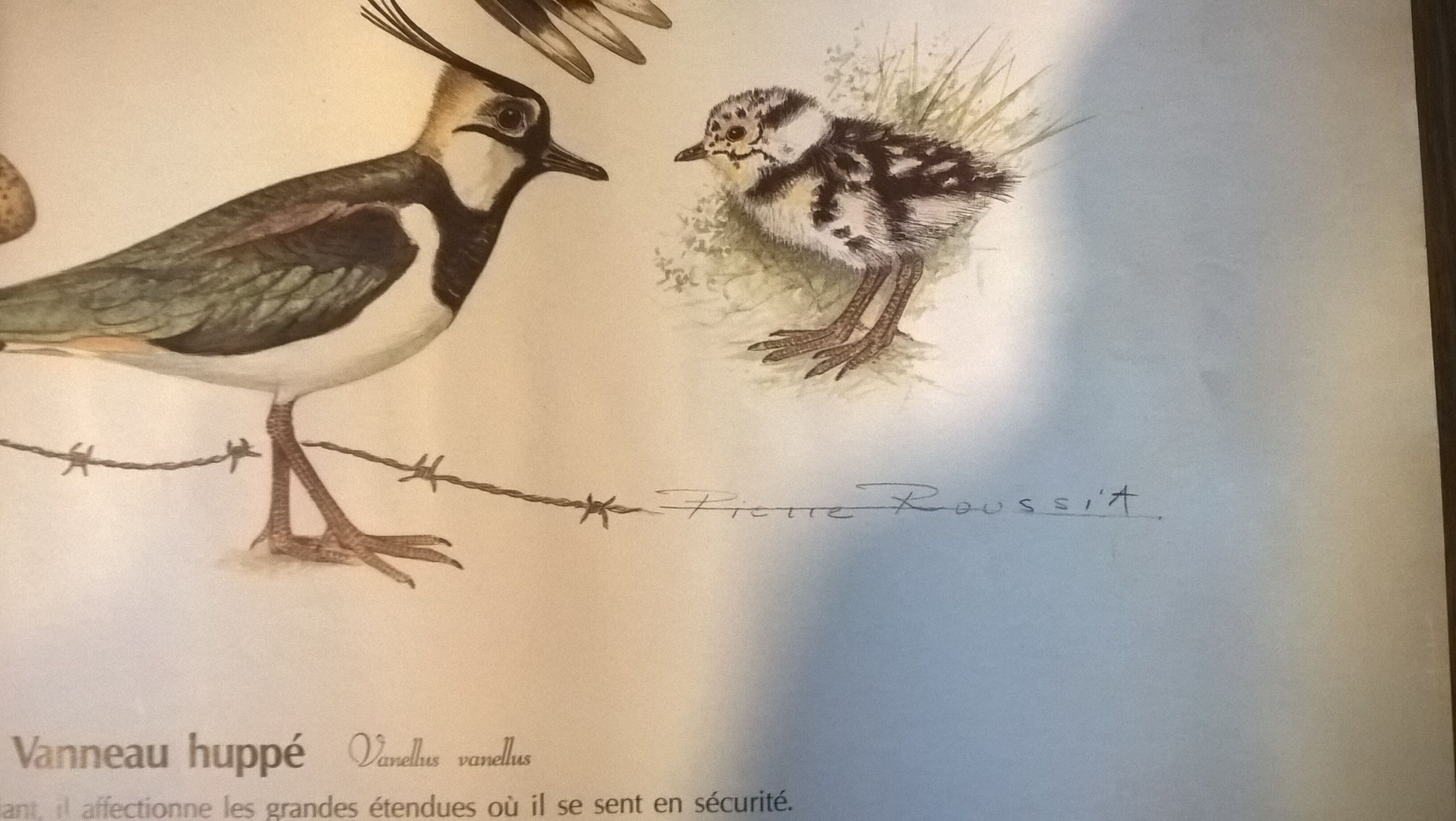 Ornithological board Vanneau Huppé