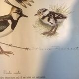 Ornithological board Vanneau Huppé