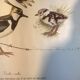 Planche ornithologique Vanneau Huppé