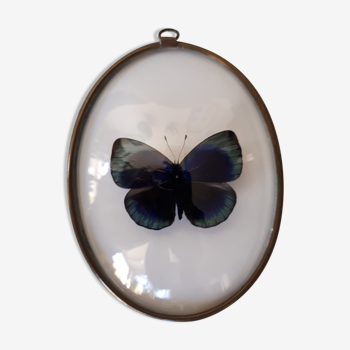 Butterfly framed in an old bulging oval frame