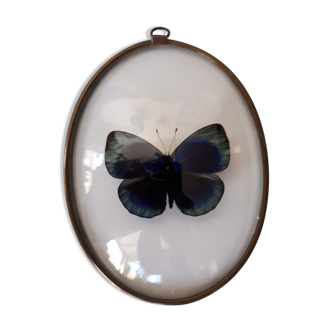 Papillon encadré dans un cadre ovale bombé ancien