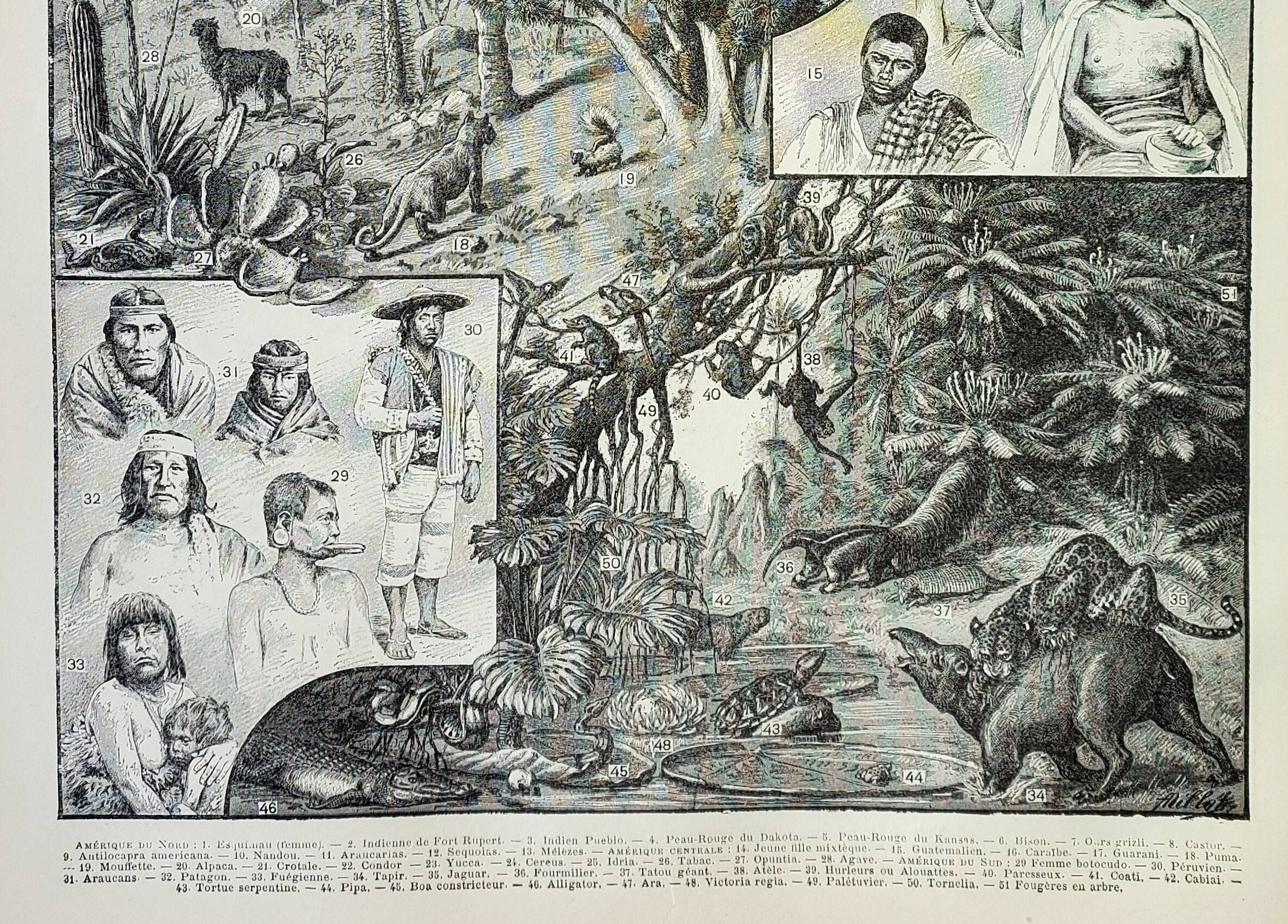 Old engraving 1898, America, tribe, fauna and flora • Original and vintage lithograph