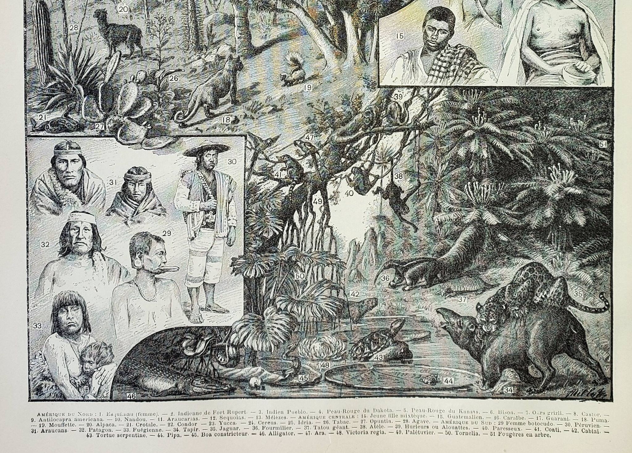 Old engraving 1898, America, tribe, fauna and flora • Original and vintage lithograph