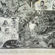 Old engraving 1898, America, tribe, fauna and flora • Original and vintage lithograph