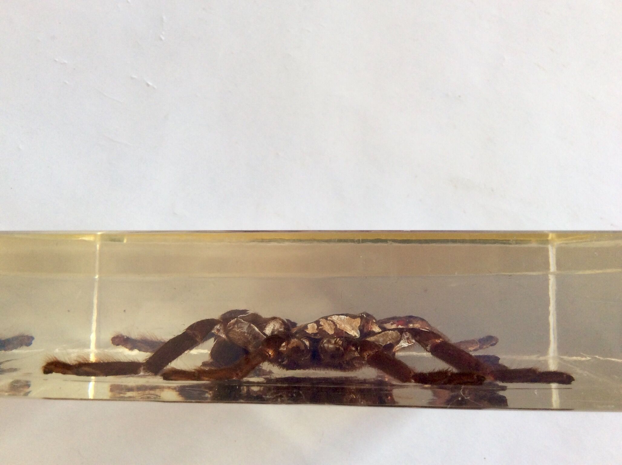 Spider under resin