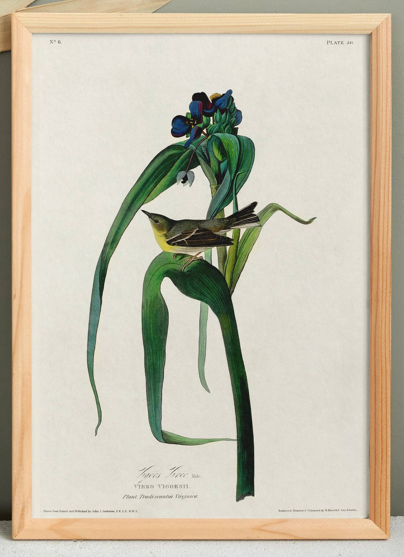 Poster about Vigor's Warbler, after an old engraving from 1827.