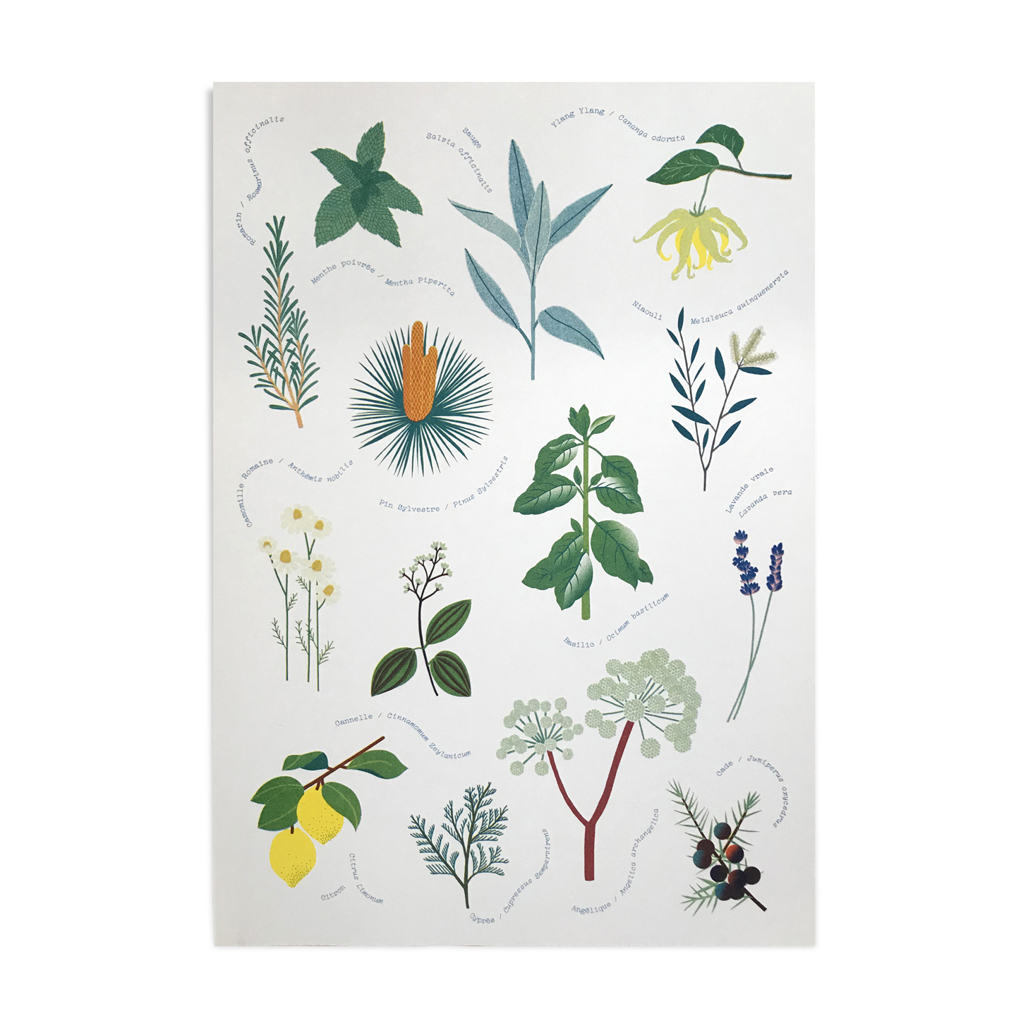 Riso poster "medicinal plants"