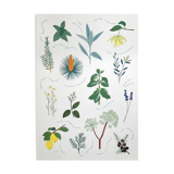 Riso poster "medicinal plants"