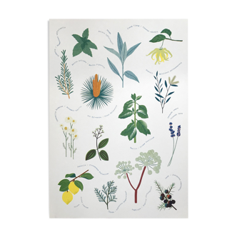 Riso poster "medicinal plants"