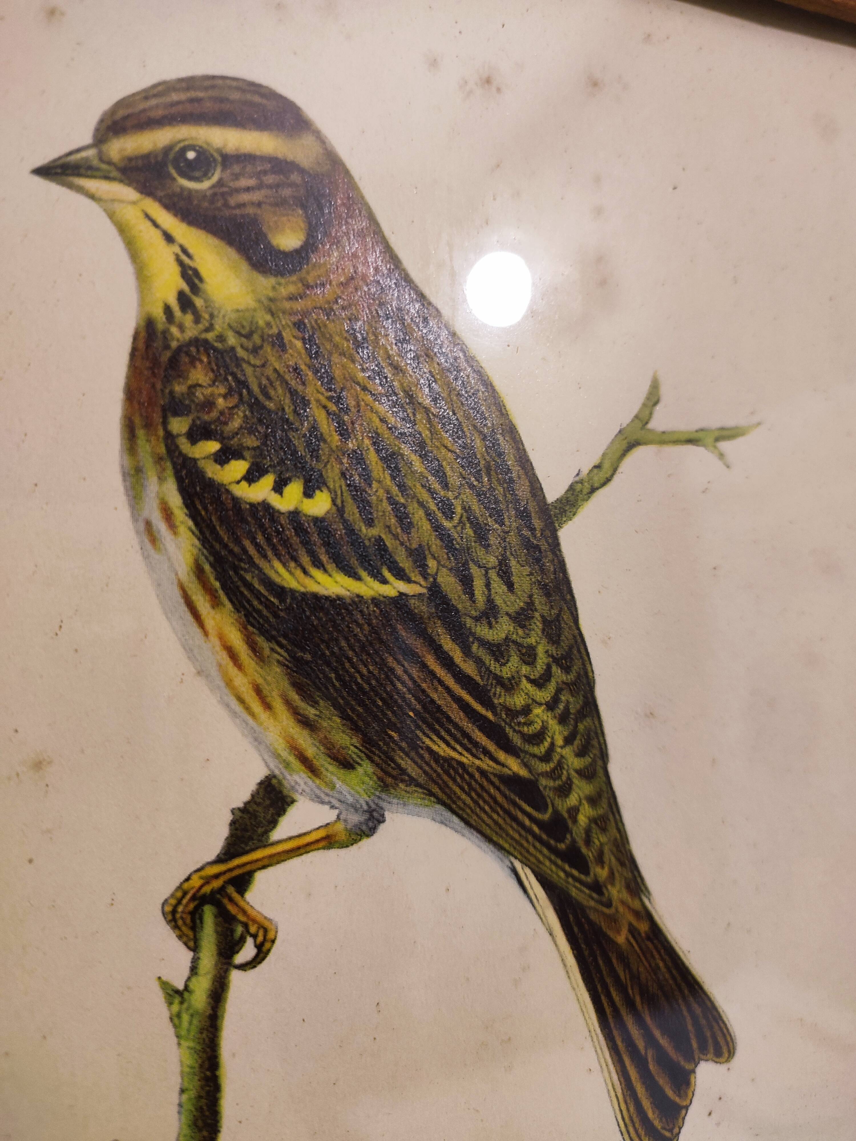 Gould lithograph enhanced hand birds