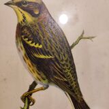 Gould lithograph enhanced hand birds