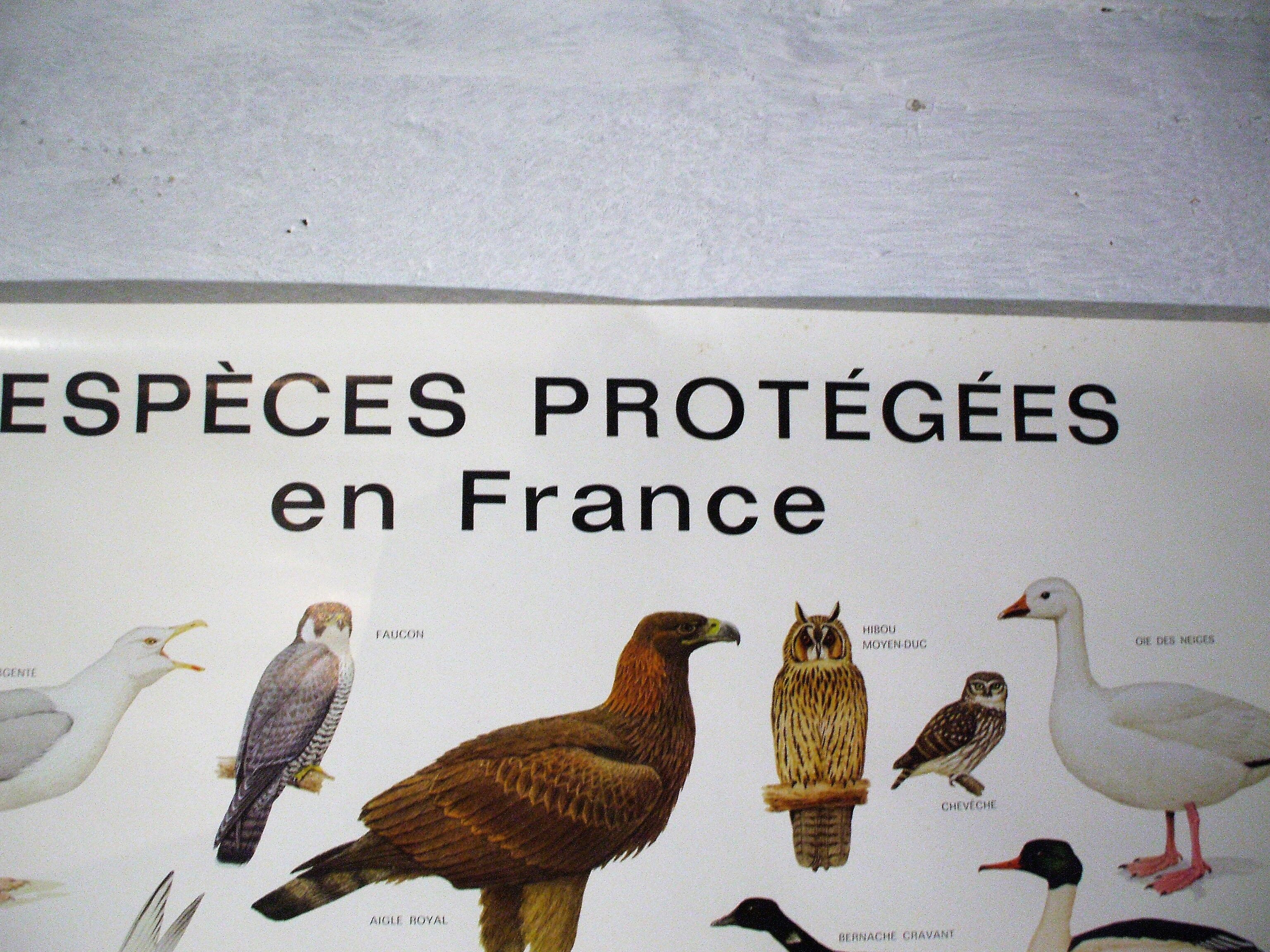 Poster species protected in France