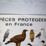 Poster species protected in France