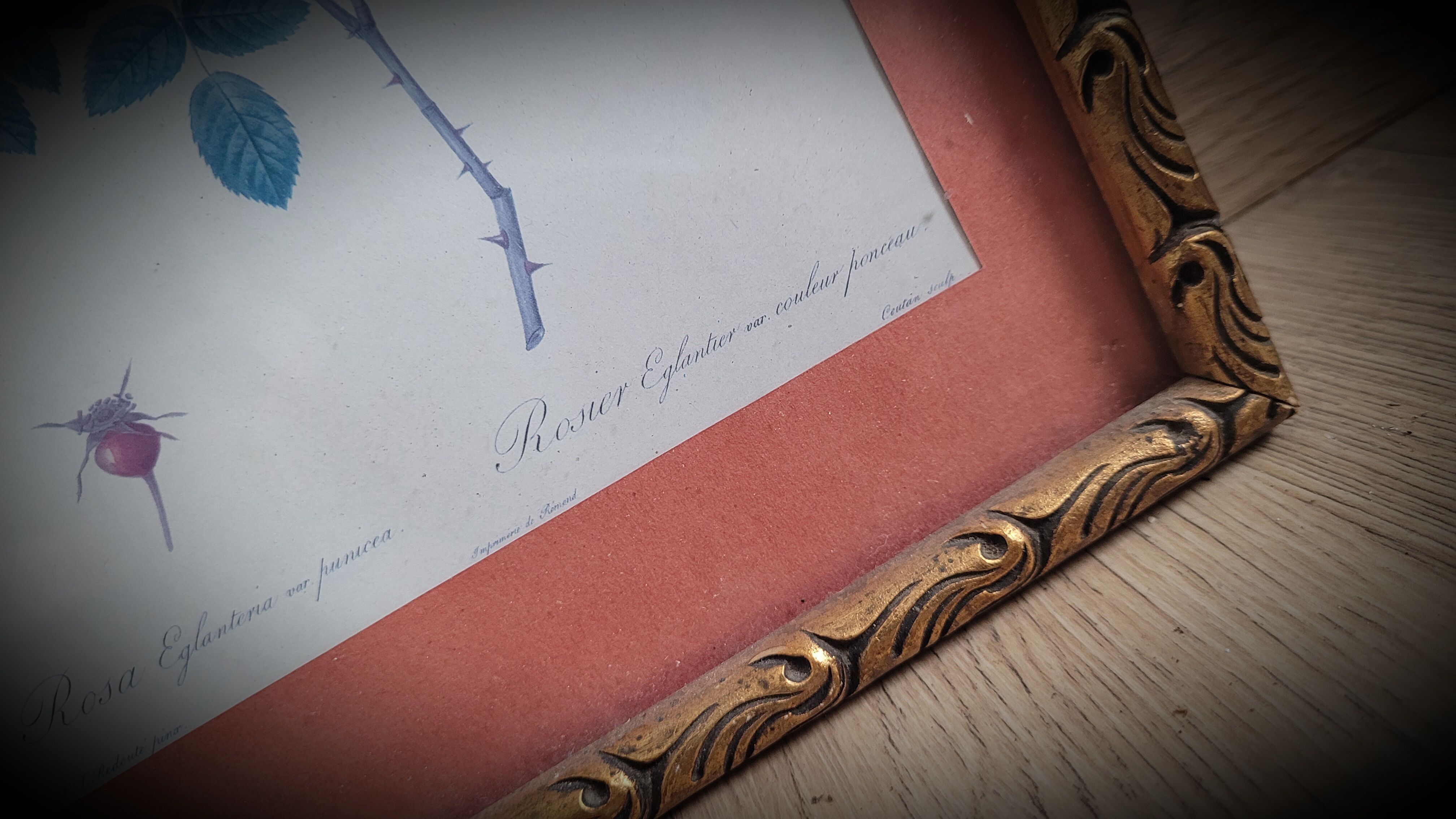 Litho Rose Eglantier